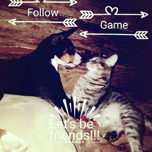 🐶🐱FOLLOW GAME!!!#2🐱🐶